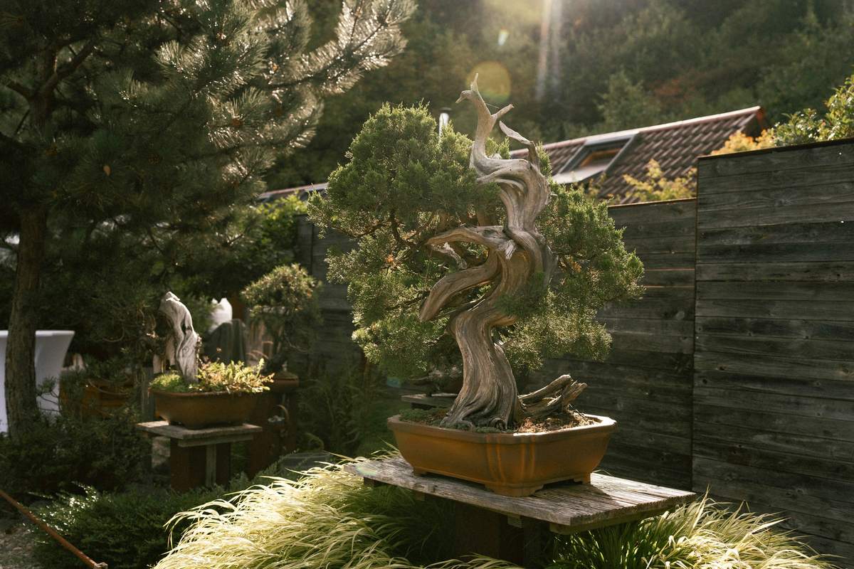 Alter Bonsai im Garten, von der Abendsonne beleuchtet