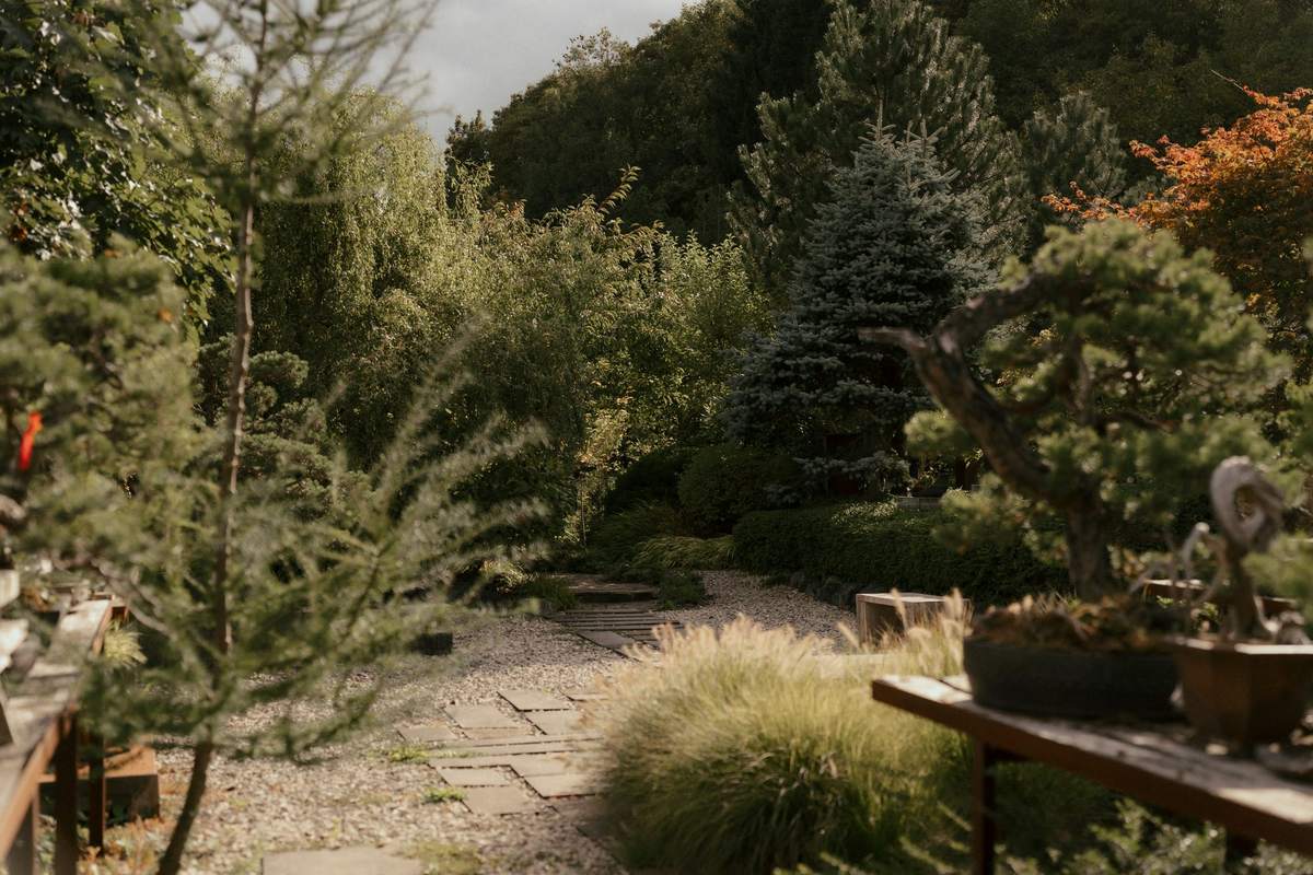 Bonsai auf Holzbänken im Garten, dahinter bewaldete Hügel