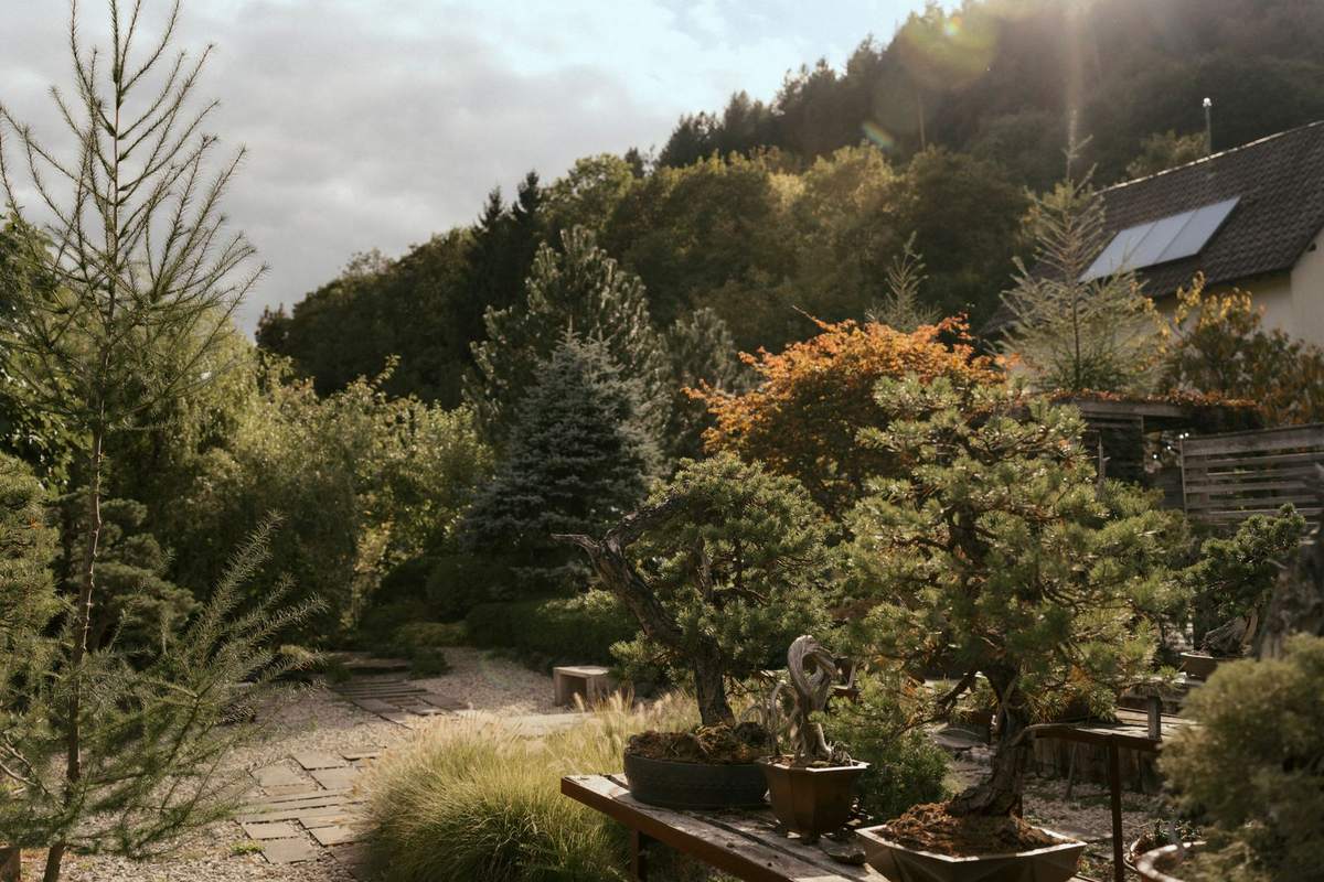 Bonsai auf Holzbänken zwischen Kiefern im Garten, dahinter bewaldete Hügel im Abendlicht
