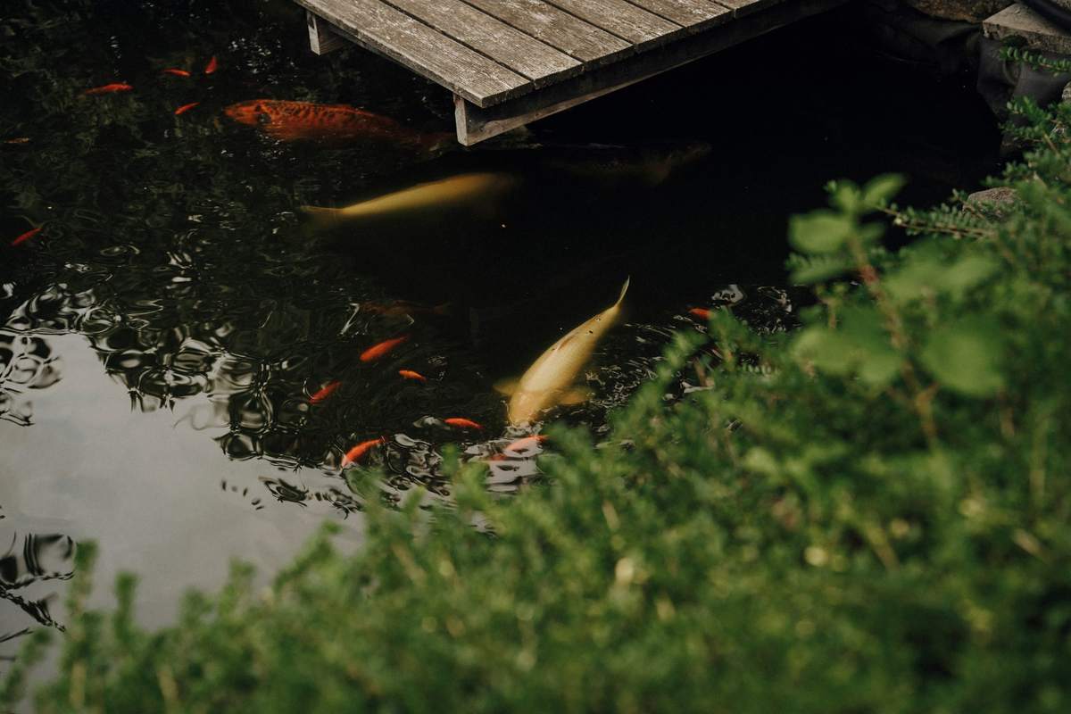 Koi im Teich unter einem Holzsteg